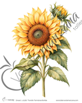 Transfer Girasol 01 – Termoadhesivo para Tela y Superficies Pintadas